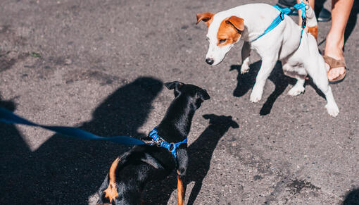 How to teach dog to sale ignore other dogs